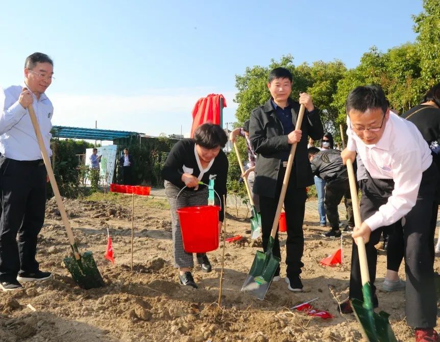 上海横沙碳汇林：守望绿色，一直种到大地变绿