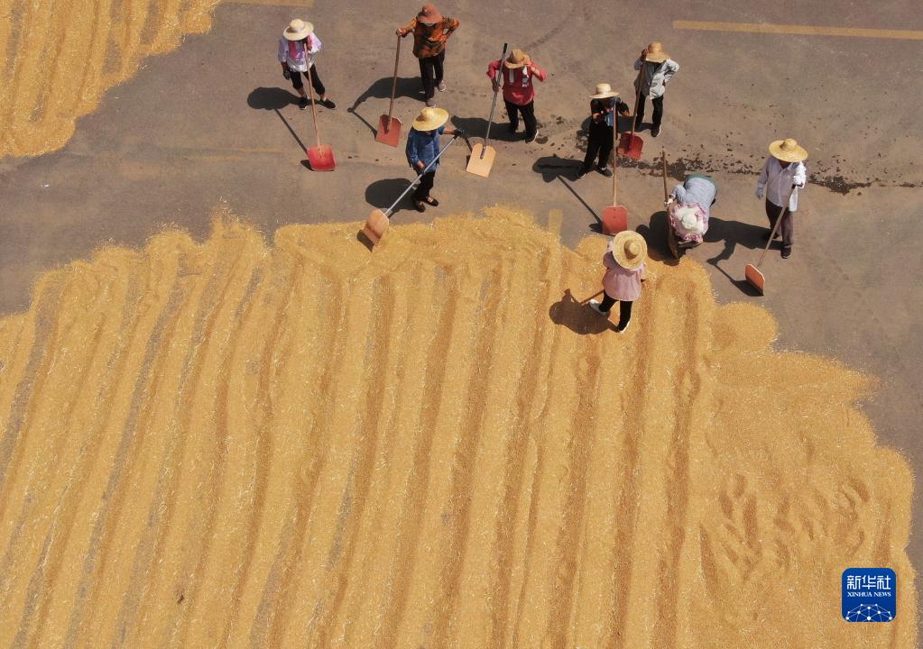 山东麦收进度已近七成