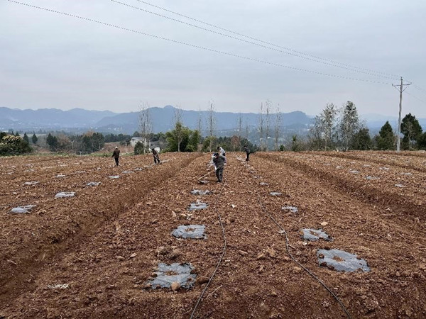 四川苍溪县：盘活土地资源 加速推进低效园优化改造