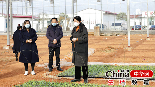 岳塘区委副书记、区长、区级总田长周赏玲带队开展巡田工作