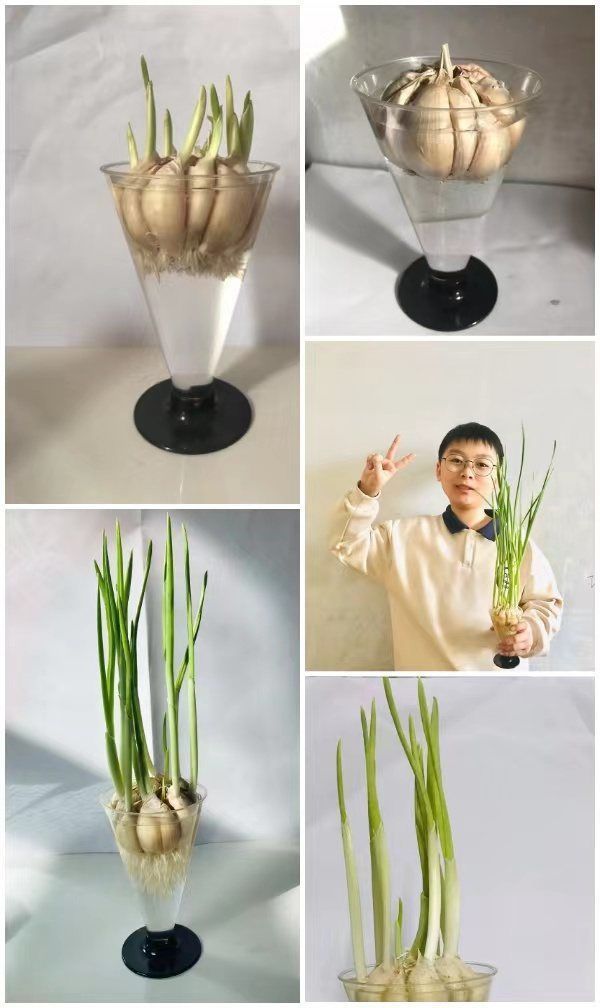 多元作业 纵享寒假 一一邯郸市丛台区展览路小学六年级数学综合实践作业展示
