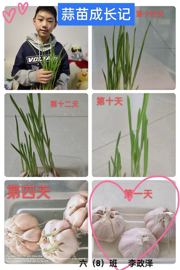 多元作业 纵享寒假 一一邯郸市丛台区展览路小学六年级数学综合实践作业展示