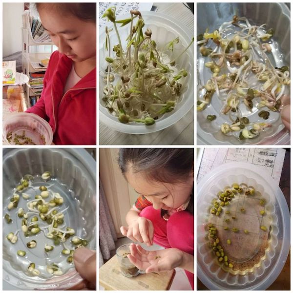 多元作业 纵享寒假 一一邯郸市丛台区展览路小学六年级数学综合实践作业展示