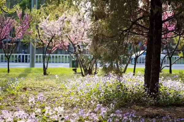 廊坊市主城区春季赏花指南