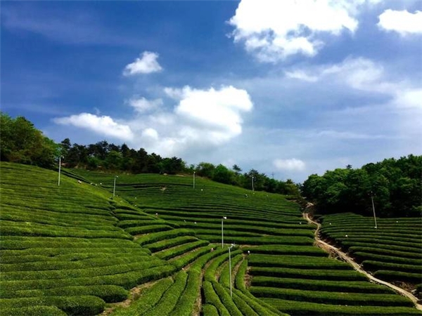 “新昌优选杯”精品茶宕头采茶现场拍卖圆满落槌