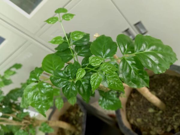 【市二十三中】「教育故事我来讲」养花偶得——感悟邯郸市第二十三中学教师发展中心主任杨卫红的教育情怀