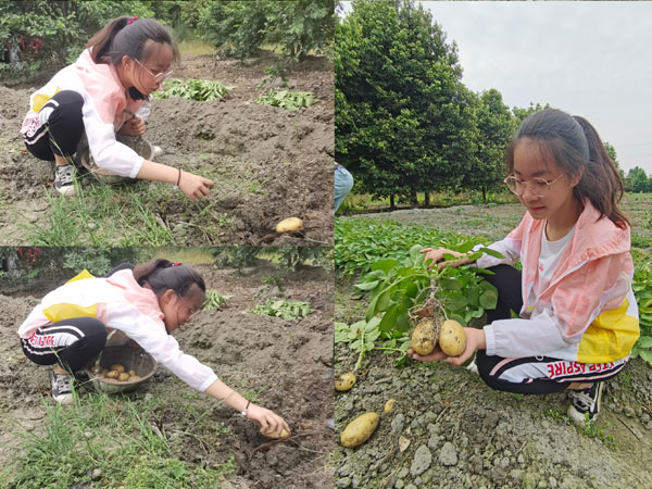 崇州市学府小学校开展“我劳动 我光荣”劳动节系列活动