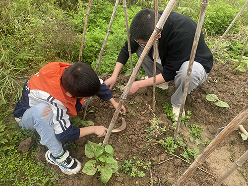 享劳动之乐 赴成长之约——彭州市延秀小学劳动教育实践活动