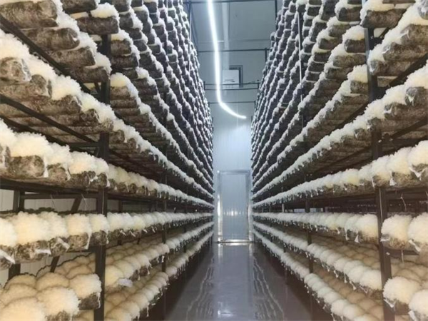 成都市宁升绿康食品有限公司:<br>加强科技赋能，助力小“菌伞”建成大产业