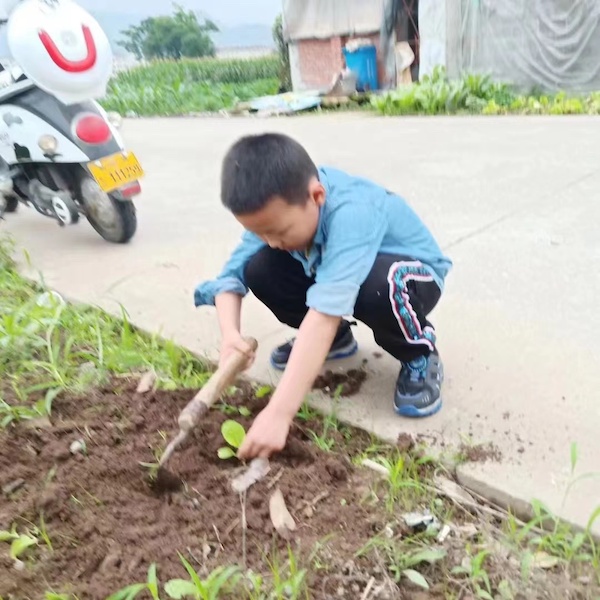 知芒种，种希望，乐收获 ——鸡泽县小寨学区要庄联办小学芒种节气主题活动