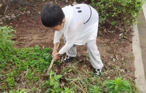 知芒种，种希望，乐收获 ——鸡泽县小寨学区要庄联办小学芒种节气主题活动