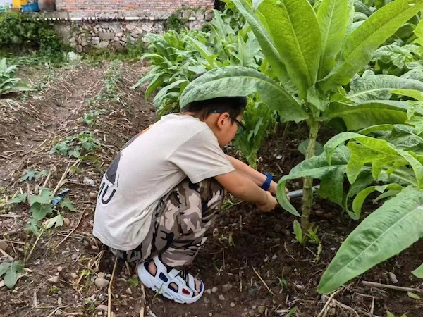 知芒种，种希望，乐收获 ——鸡泽县小寨学区要庄联办小学芒种节气主题活动