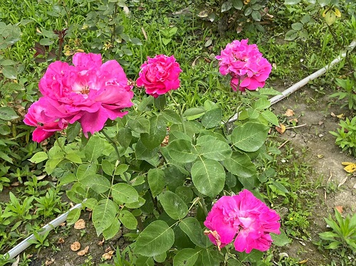 来实小邂逅浪漫的劳动之旅吧———彭州市实验小学幸福田园劳动实践活动进行时