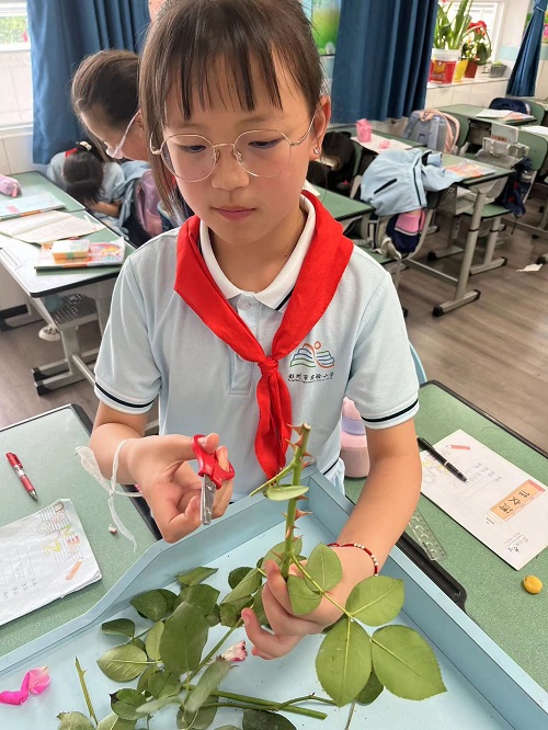 来实小邂逅浪漫的劳动之旅吧———彭州市实验小学幸福田园劳动实践活动进行时