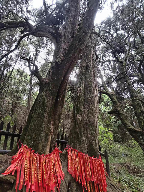 明珠翠云廊 千年仍青春