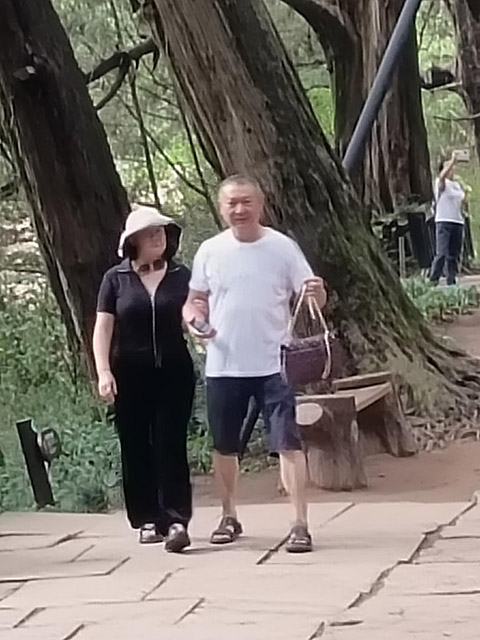 明珠翠云廊 千年仍青春