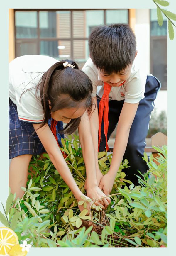 劳动庆丰收   实践助成长 邯郸市丛台区曙光第二小学“丰收节”活动