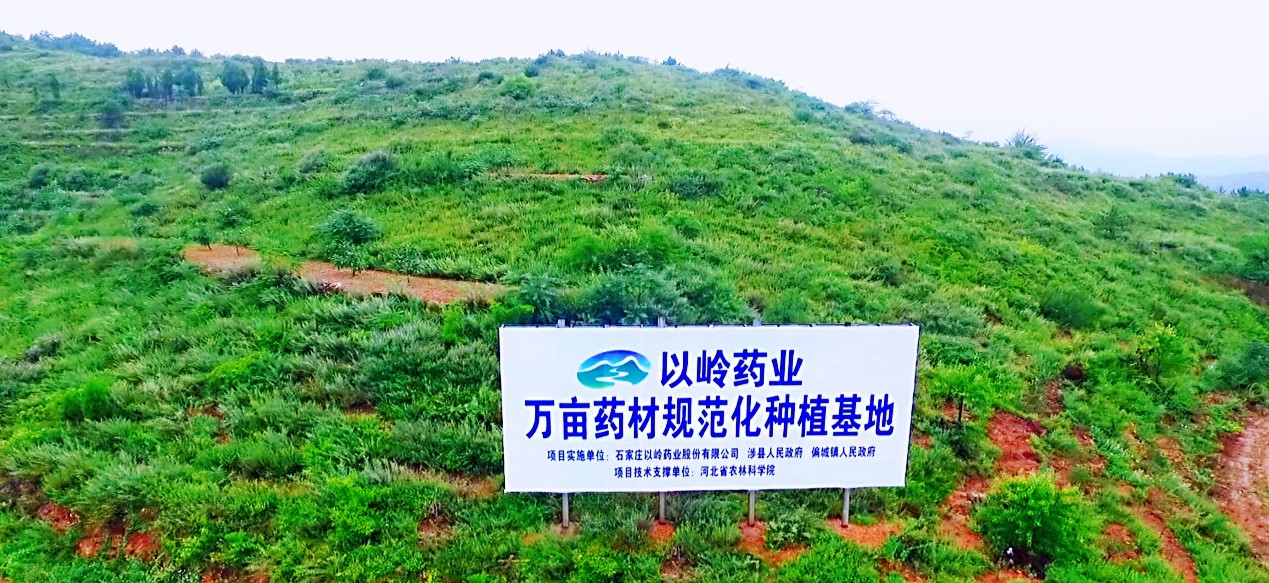 以岭配方颗粒：上游严控基地药材质量，下游严把生产质检标准