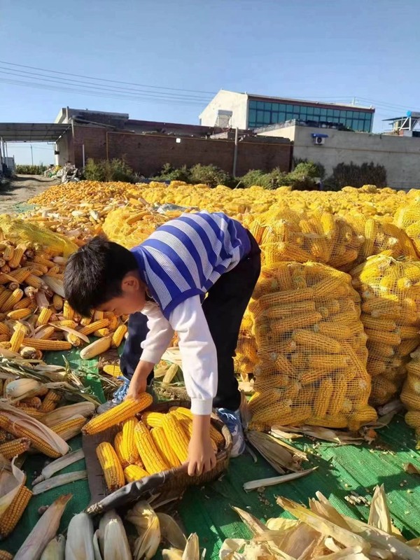 颗粒归仓秋收忙——邢台市第二十三中学开展庆丰收主题教育实践活动