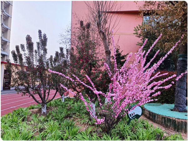 绿美校园正当时——邯郸市邯山区美的小学大力开展校园绿化行动