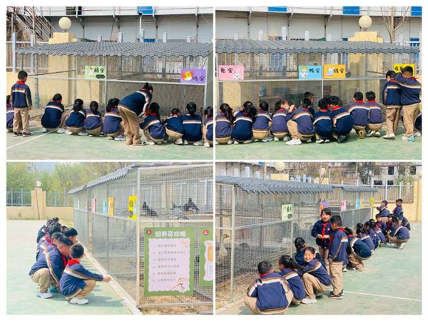 保护珍稀动物，共创和谐家园——邯郸市丛台区第二实验小学