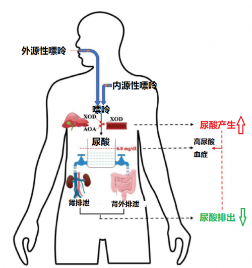 清热解毒，利尿通淋 尿感宁为四大病患人群带来福音