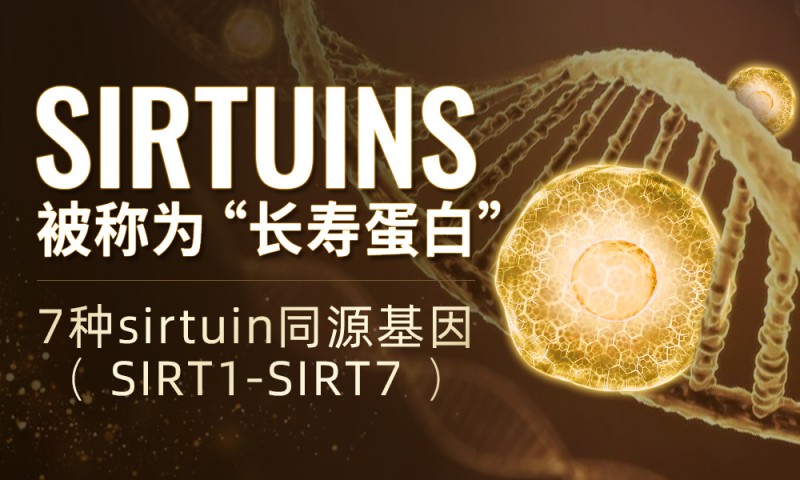 长寿蛋白Sirtuin激活新方式！BECHI细胞小金盒创新引入新一代专利核糖素