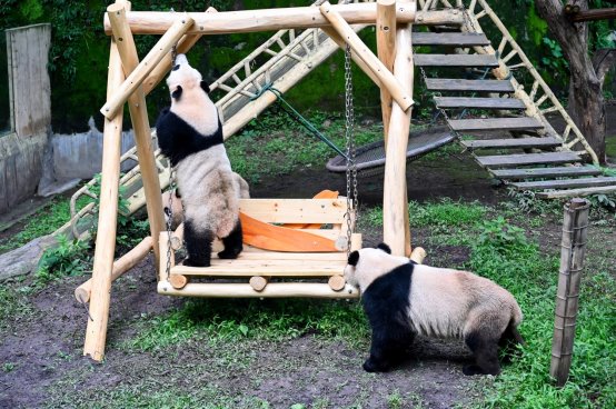 卫龙为终身认养熊猫兄弟庆生 积极推动大熊猫保护公益事业发展
