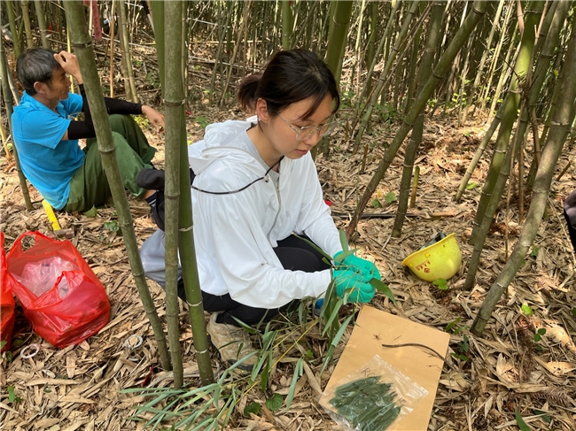 江西农业大学竹林研究团队赴瑞昌市嵋荣村开展创新施肥实验与野外样地调查