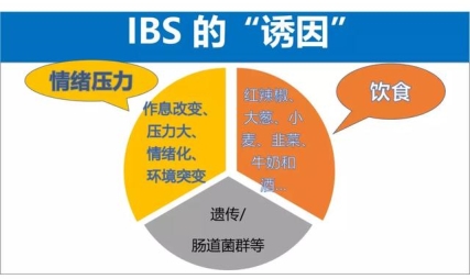 腹泻、腹痛太折磨？患上肠易激综合征怎么办？
