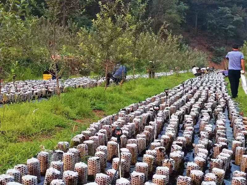 河北工程大学附属医院驻平山县营里乡桑林口村工作队：绘制乡村发展新画卷