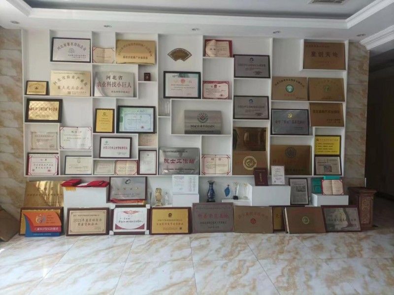 北华航天工业学院经济管理学院学子三下乡：以固安县小辛庄村及其周边村庄为例——红色文化下的乡村振兴