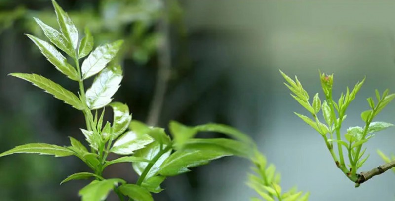 农商汇品牌连锁机构：立足世界硒都，打造康硒藤茶