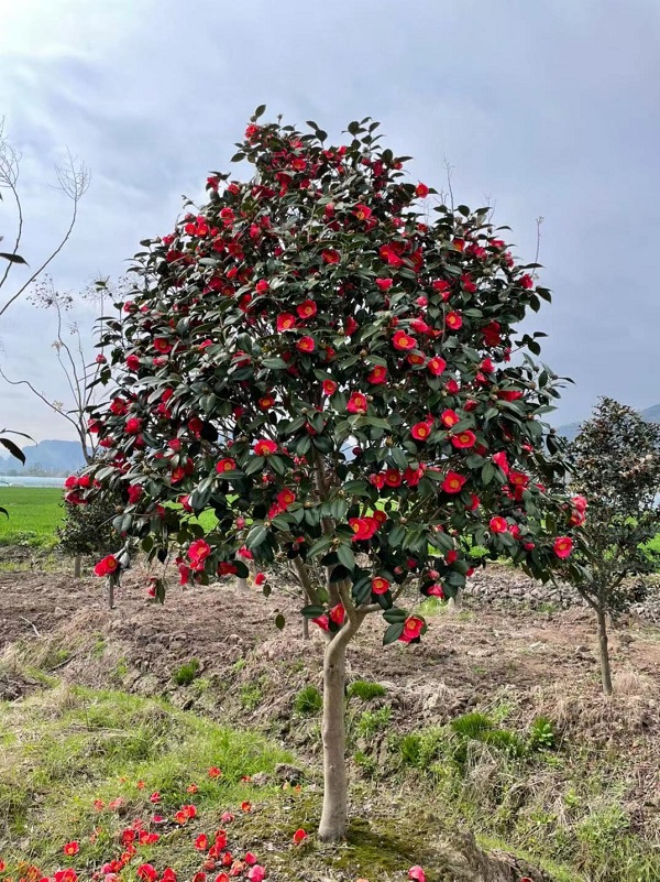 彩化植物之美：冬红茶、火焰桃、冬红南天竹、多彩紫藤、玫瑰茶梅柱与四季石竹