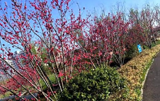 彩化植物之美：冬红茶、火焰桃、冬红南天竹、多彩紫藤、玫瑰茶梅柱与四季石竹