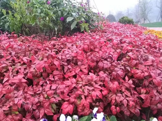 彩化植物之美：冬红茶、火焰桃、冬红南天竹、多彩紫藤、玫瑰茶梅柱与四季石竹