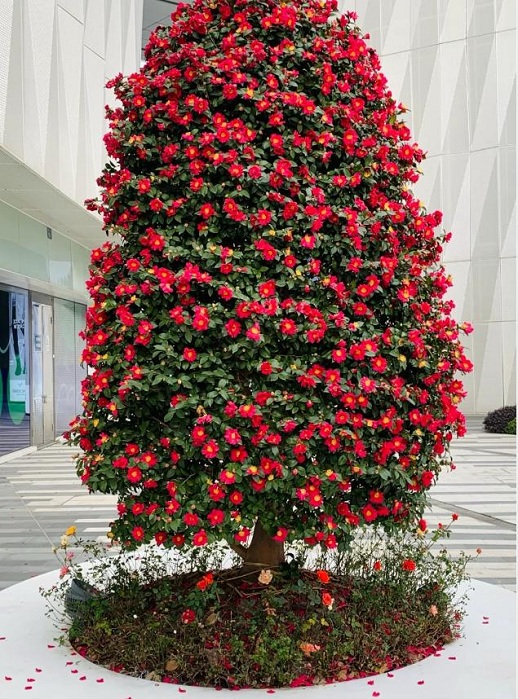 彩化植物之美：冬红茶、火焰桃、冬红南天竹、多彩紫藤、玫瑰茶梅柱与四季石竹
