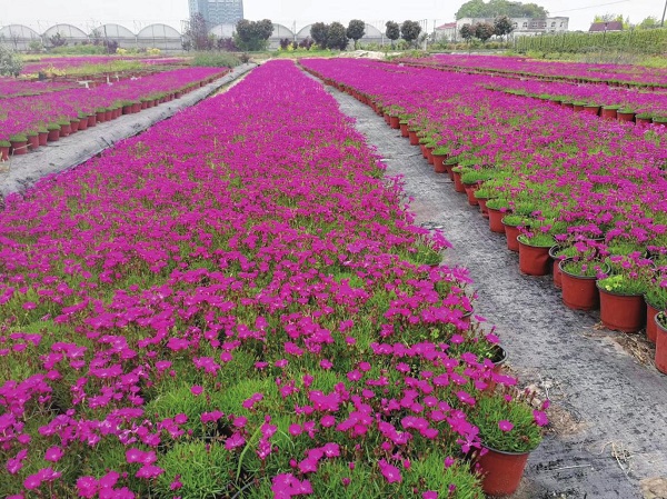 彩化植物之美：冬红茶、火焰桃、冬红南天竹、多彩紫藤、玫瑰茶梅柱与四季石竹