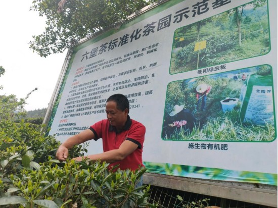 从茶园到药食同源，广西芊河源生物引领健康新风尚
