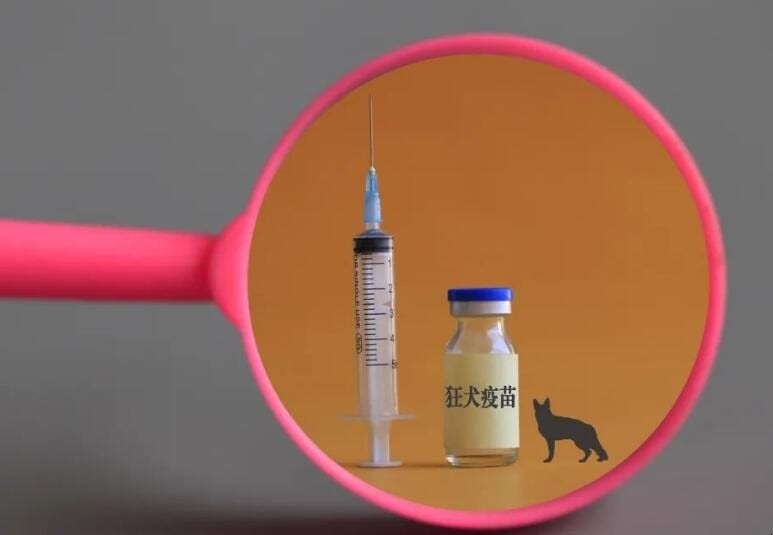 Vero细胞培养技术革新：揭秘狂犬病疫苗百年发展历程与未来趋势