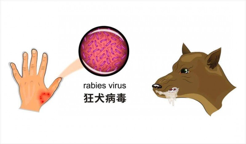 Vero细胞培养技术革新：揭秘狂犬病疫苗百年发展历程与未来趋势