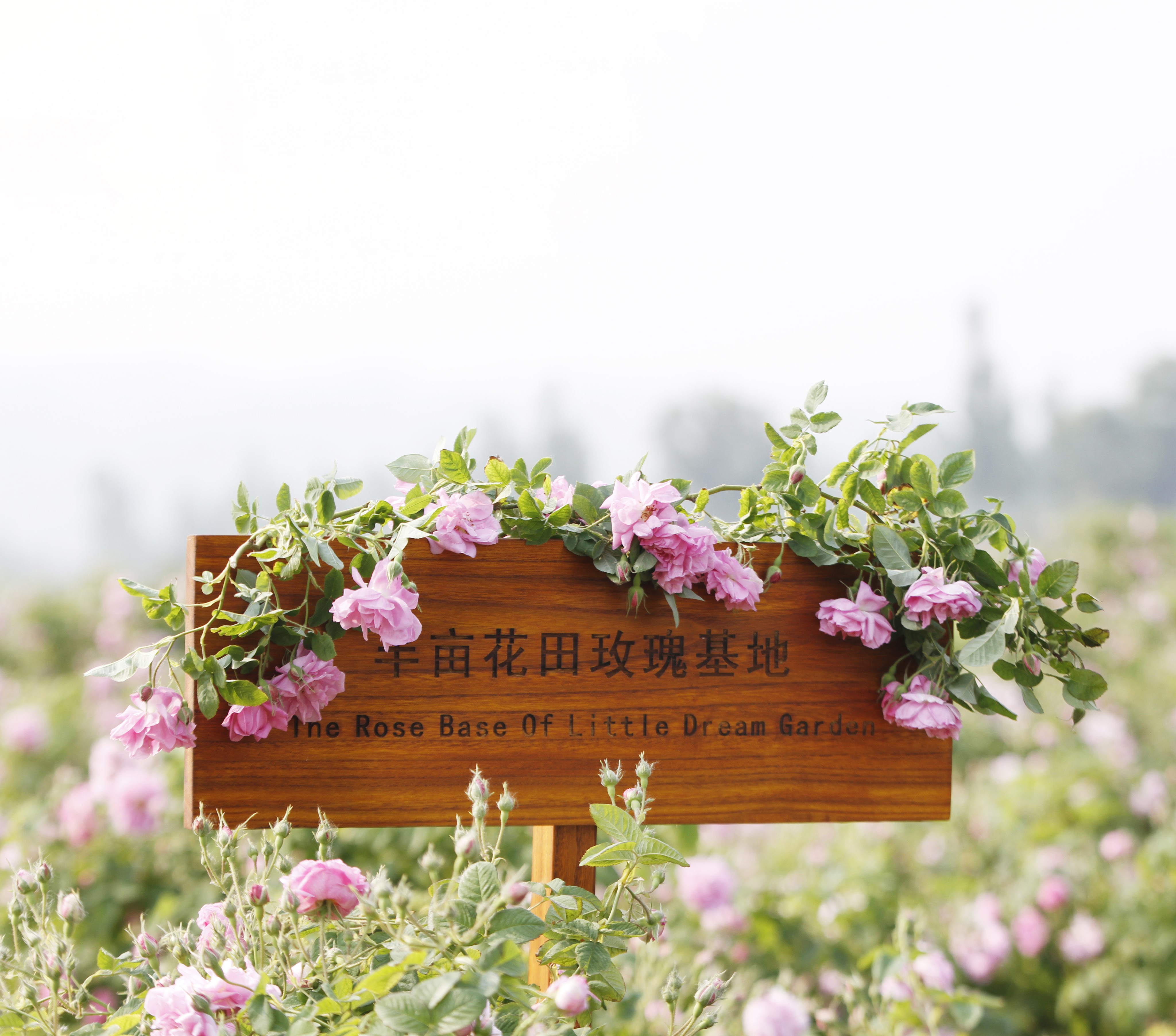 半亩花田14年磨一剑，花植疗愈头皮护理方案开创洗护发新篇章！