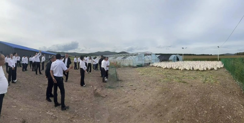 桦南县东双龙河村驻村工作队：肉鹅养殖产业旺 驻村帮扶成效显
