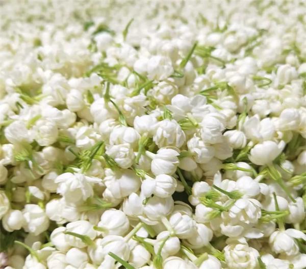 好一朵美丽的茉莉花 | 茉莉花花油：杨森药业以专利撬动亿级美妆市场