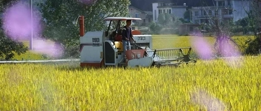 江西万载：高产稻田迎来丰收季