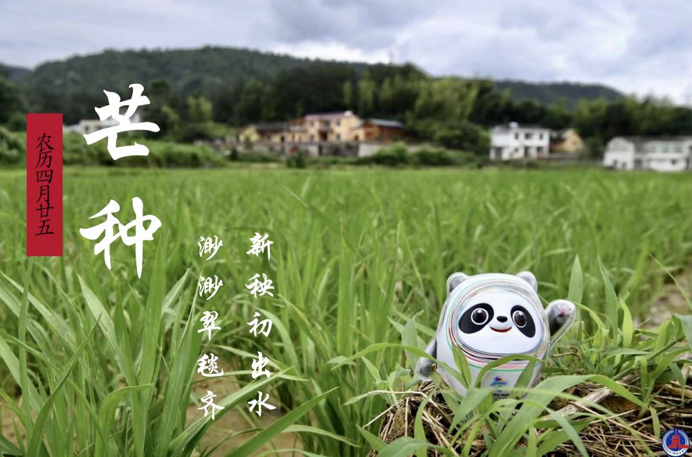 冰墩墩打卡二十四节气·芒种