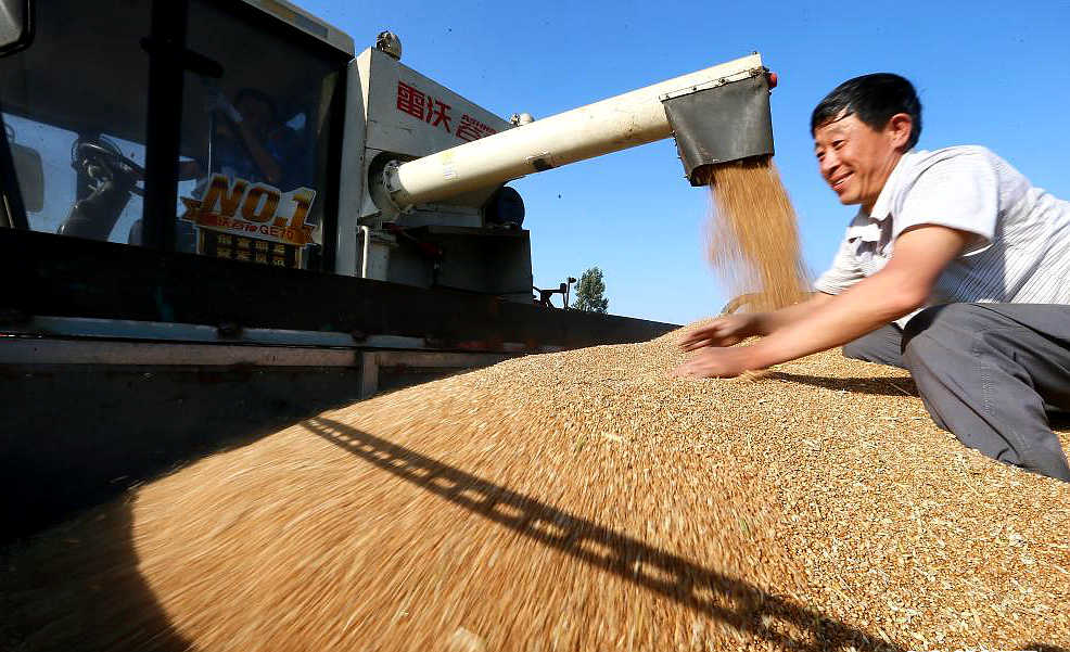 麦收正忙 颗粒归仓