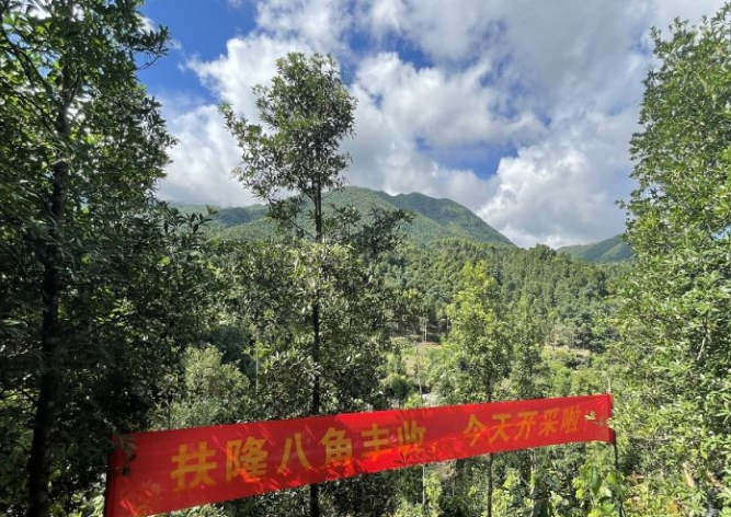 广西防城区扶隆镇：八角飘香 绿了荒山 富了村民