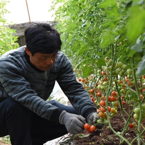 微信分享图 新春走基层丨菜乡寿光:强劲“中国芯” 助农喜丰收