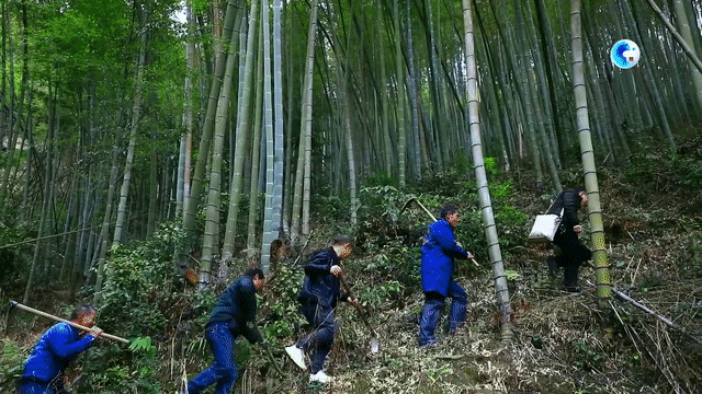 全球连线丨赣南竹农疫情下的“出海”路